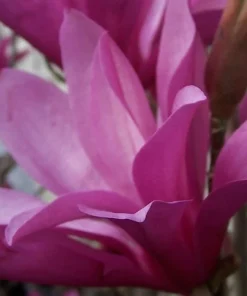 Ann Magnolia Live Plant – Fragrant Purple-Red Shrub – 2.5 inch Pot – Outdoor - Image 1