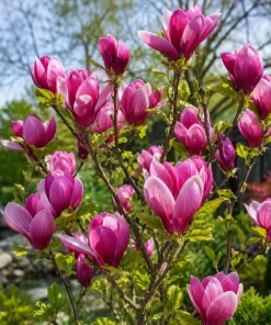 Ann Magnolia Tree Live Plant - Fragrant, Purplish-Red Flowers, 2.5 Inch Pot, 5-10 Inches Tall - Image 4