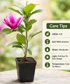 Ann Magnolia Tree Live Plant - Fragrant, Purplish-Red Flowers, 2.5 Inch Pot, 5-10 Inches Tall - Image 5