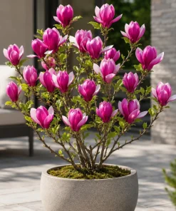 Ann Magnolia Tree Live Plant - Fragrant, Purplish-Red Flowers, 2.5 Inch Pot, 5-10 Inches Tall - Image 6
