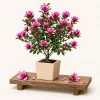 Ann Magnolia Tree Live Plant - Fragrant, Purplish-Red Flowers, 2.5 Inch Pot, 5-10 Inches Tall - Image 1
