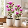 Ann Magnolia Tree Live Plant Set of 2, 2.5 Inch Pot, Fragrant Pink-Purple Flowers, 5-10 Inches Tall - Image 1