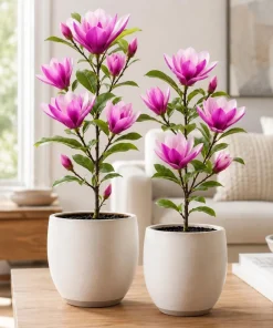 Ann Magnolia Tree Live Plant Set of 2, 2.5 Inch Pot, Fragrant Pink-Purple Flowers, 5-10 Inches Tall - Image 1