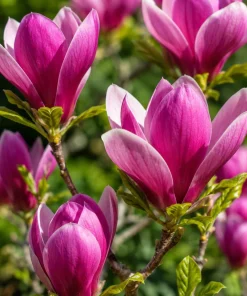 Ann Magnolia Tree Live Plant Set of 2, 2.5 Inch Pot, Fragrant Pink-Purple Flowers, 5-10 Inches Tall - Image 3