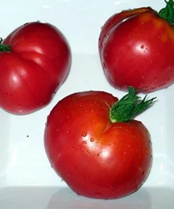 Anna Russian Oxheart Tomato Seeds - Heirloom, Indeterminate, 20 Seeds - Image 1