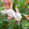 Annabelle White Fuchsia Live Plant - 2 Pack, 5" Pot, White Flowering, Shade-Loving, Ornamental - Image 1