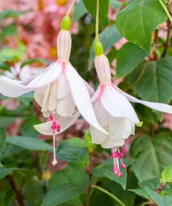 Annabelle White Fuchsia Live Plant - 2 Pack, 5