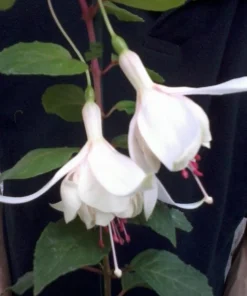 Annabelle White Fuchsia Live Plant - 2 Pack, 5