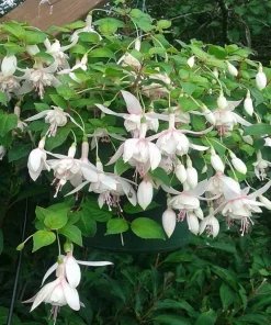 Annabelle White Fuchsia Live Plant - 2 Pack, 5