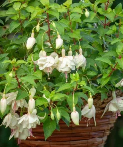 Annabelle White Fuchsia Live Plant - 2 Pack, 5
