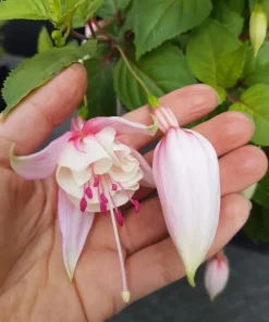 Annabelle White Fuchsia Live Plant – 5