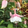 Annabelle White Fuchsia Live Plant – 5" Pot – Shade-Loving White Flowering Ornamental - Image 1