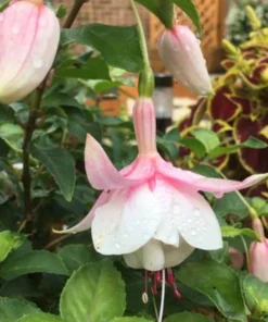 Annabelle White Fuchsia Live Plant – 5