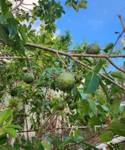 Annona Muricata Soursop Live Plant – 5-9 inch Seedling – Organic Growth – Tropical Fruit Tree - Image 2