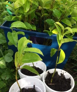 Annona Muricata Soursop Live Plant – 5-9 inch Seedling – Organic Growth – Tropical Fruit Tree - Image 3