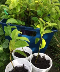 Annona Muricata Soursop Live Plant – 5-9 inch Seedling – Organic Growth – Tropical Fruit Tree - Image 4