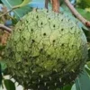 Annona Muricata Soursop Live Plant – 5-9 inch Seedling – Organic Growth – Tropical Fruit Tree - Image 1