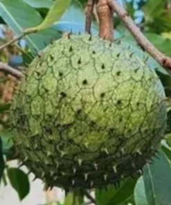 Annona Muricata Soursop Live Plant – 5-9 inch Seedling – Organic Growth – Tropical Fruit Tree - Image 1