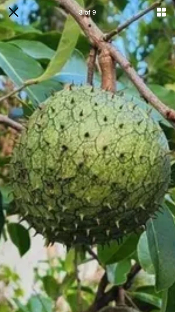 Annona Muricata Soursop Live Plant – 5-9 inch Seedling – Organic Growth – Tropical Fruit Tree - Image 1