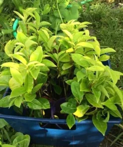 Annona Muricata Soursop Live Plant – 5-9 inch Seedling – Organic Growth – Tropical Fruit Tree - Image 5