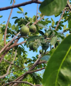 Annona Muricata Soursop Live Plant – 5-9 inch Seedling – Organic Growth – Tropical Fruit Tree - Image 7