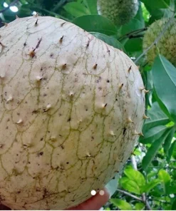 Annona Muricata Soursop Live Plant – 5-9 inch Seedling – Organic Growth – Tropical Fruit Tree - Image 8