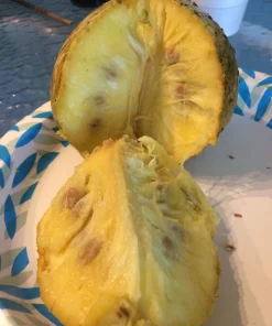Annona Muricata Soursop Live Plant – 5-9 inch Seedling – Organic Growth – Tropical Fruit Tree - Image 9