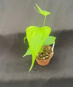 Anthurium pedato-radiatum Live Plant - The Fingers Anthurium - Rooted in 3" Pot - Image 2