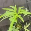 Anthurium pedato-radiatum Live Plant - The Fingers Anthurium - Rooted in 3" Pot - Image 1
