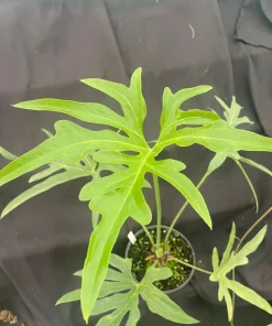 Anthurium pedato-radiatum Live Plant - The Fingers Anthurium - Rooted in 3