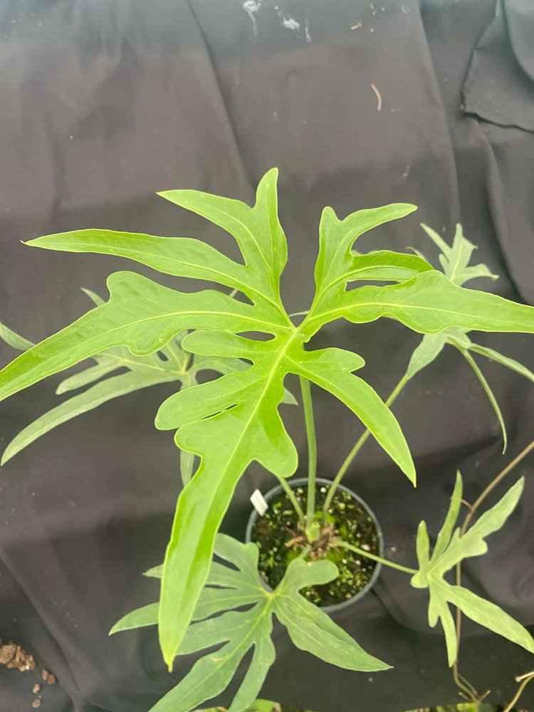 Anthurium pedato-radiatum Live Plant - The Fingers Anthurium - Rooted in 3" Pot - Image 1