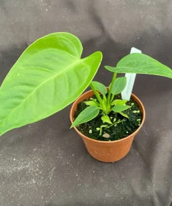 Anthurium Veitchii 'The King' Live Plant – Potted Houseplant in 3" Pot - Image 2