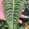 Anthurium Veitchii 'The King' Live Plant – Potted Houseplant in 3" Pot - Image 1