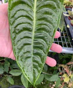 Anthurium Veitchii 'The King' Live Plant – Potted Houseplant in 3