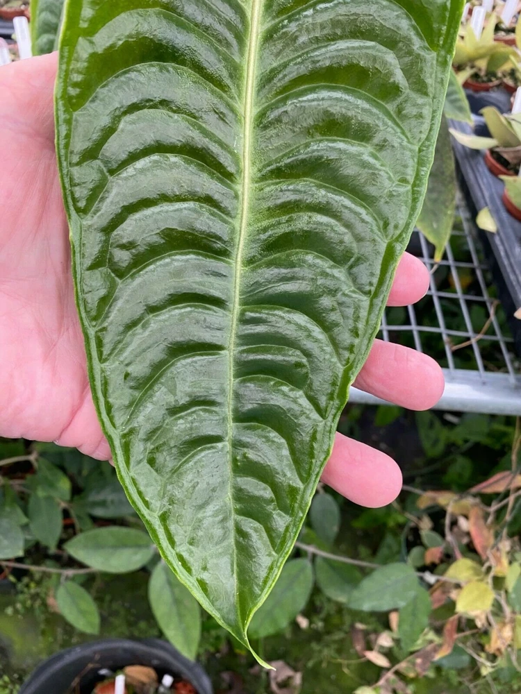 Anthurium Veitchii 'The King' Live Plant – Potted Houseplant in 3" Pot - Image 1