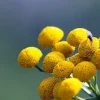 Apple Scented Gold Pompom Cephalophora Seeds - 40 Count - Outdoor Perennial - Image 1