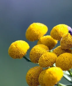 Apple Scented Gold Pompom Cephalophora Seeds - 40 Count - Outdoor Perennial - Image 1