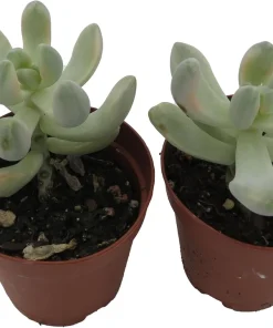 Apricot Love Variegated Graptopetalum Live Succulent Plants - 2 Pack, 2" Pots - Image 2