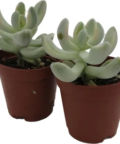 Apricot Love Variegated Graptopetalum Live Succulent Plants - 2 Pack, 2