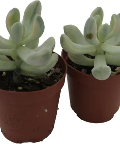 Apricot Love Variegated Graptopetalum Live Succulent Plants - 2 Pack, 2