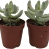 Apricot Love Variegated Graptopetalum Live Succulent Plants - 2 Pack, 2" Pots - Image 1
