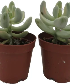 Apricot Love Variegated Graptopetalum Live Succulent Plants - 2 Pack, 2