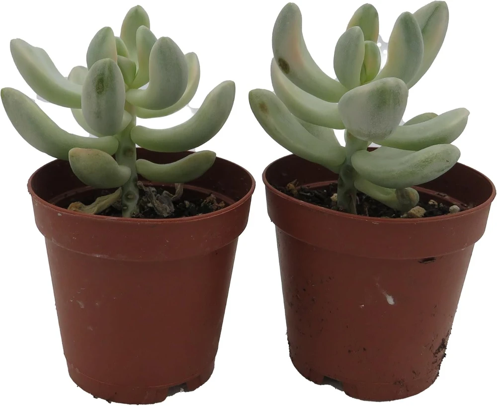 Apricot Love Variegated Graptopetalum Live Succulent Plants - 2 Pack, 2" Pots - Image 1