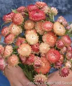 Apricot Peach Strawflower Live Plant - Helichrysum - 3" Pot - Outdoor Annual - Image 2
