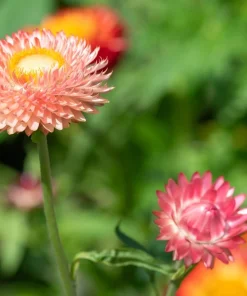 Apricot Peach Strawflower Seeds - Organic Mix - 100 Seeds - Coral Pink Apricot Blooms - Image 10
