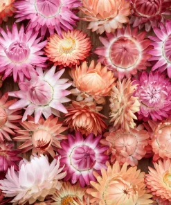 Apricot Peach Strawflower Seeds - Organic Mix - 100 Seeds - Coral Pink Apricot Blooms - Image 11