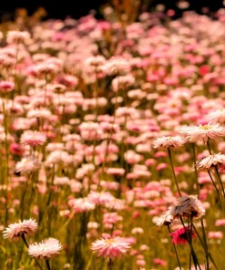 Apricot Peach Strawflower Seeds - Organic Mix - 100 Seeds - Coral Pink Apricot Blooms - Image 2