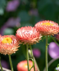 Apricot Peach Strawflower Seeds - Organic Mix - 100 Seeds - Coral Pink Apricot Blooms - Image 3
