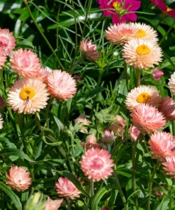 Apricot Peach Strawflower Seeds - Organic Mix - 100 Seeds - Coral Pink Apricot Blooms - Image 4