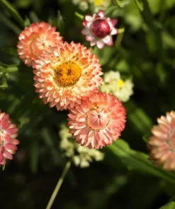 Apricot Peach Strawflower Seeds - Organic Mix - 100 Seeds - Coral Pink Apricot Blooms - Image 5